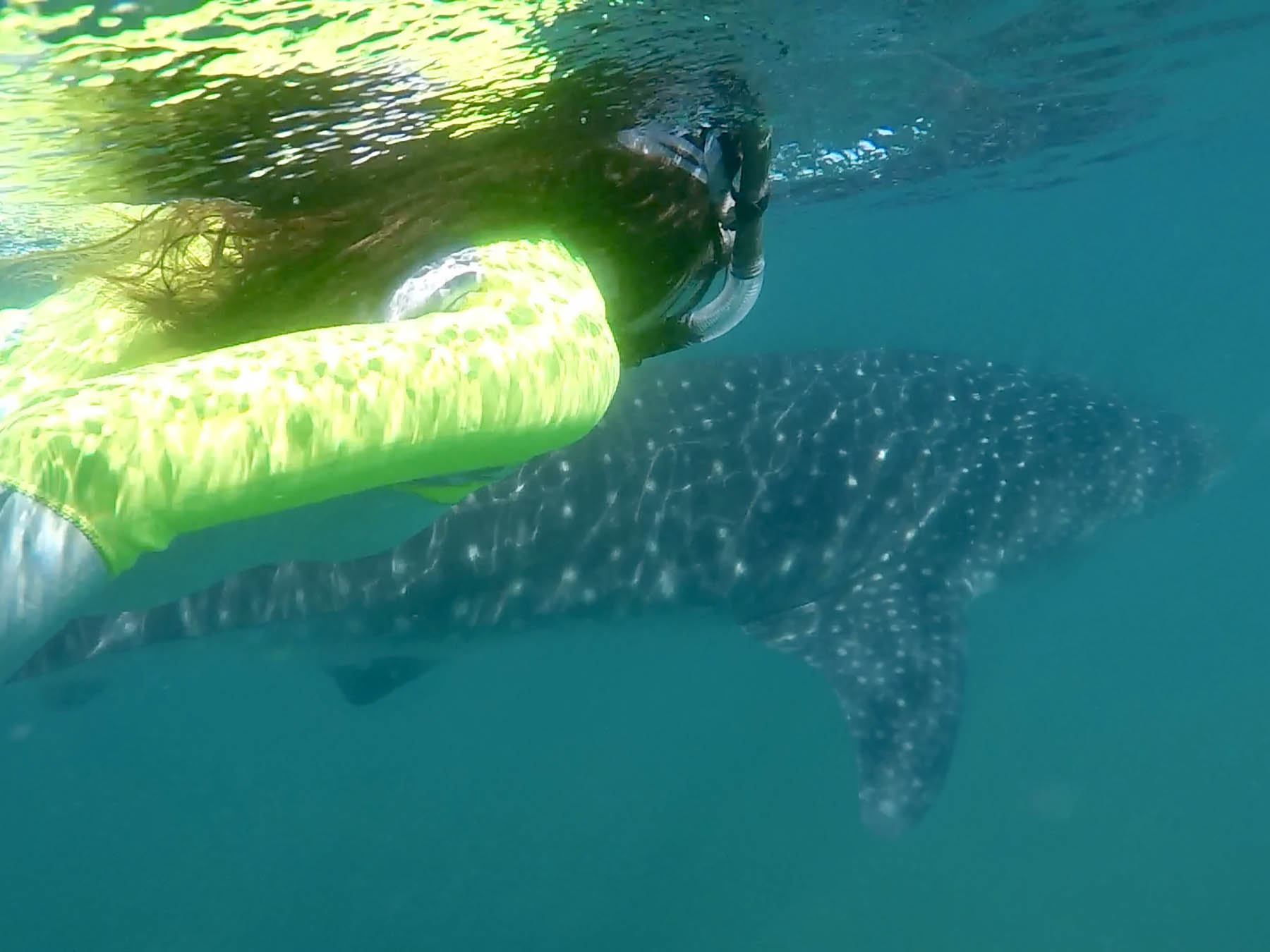 swimming with whale sharks at Casa Santa Fe Vacation Rental